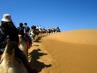 �Ⲽ��ɳĮ������